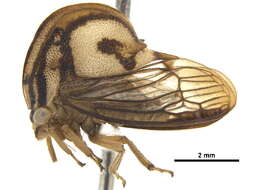 Image of Heteronotinae