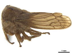 Image of Nicomiinae