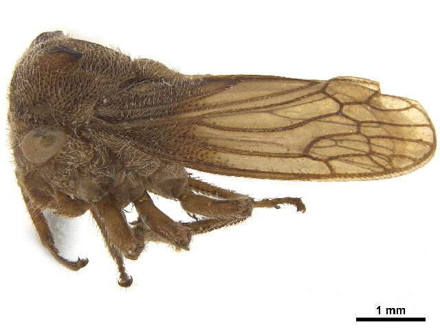 Nicomiinae resmi