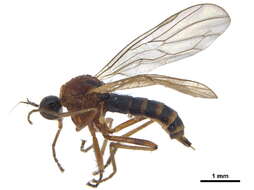 Image of Ocydromiinae
