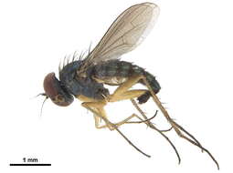 Image of Sciapus