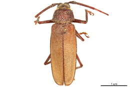 Image of Macrotomini