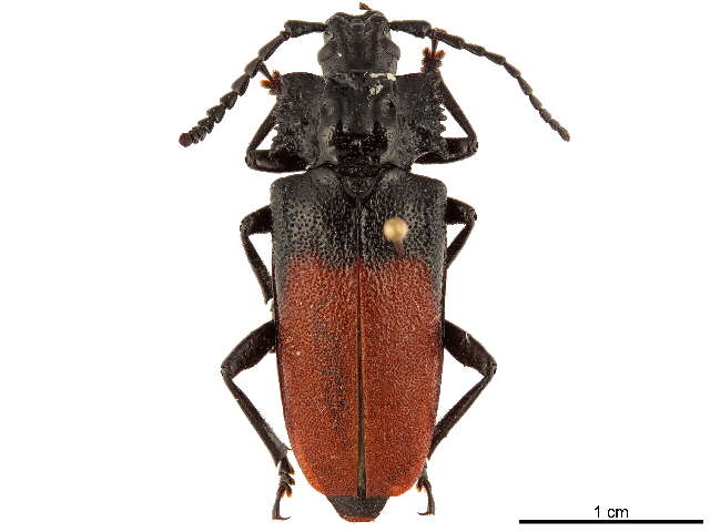 Image of Solenoptera