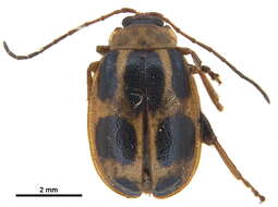 Image of Hyphasis