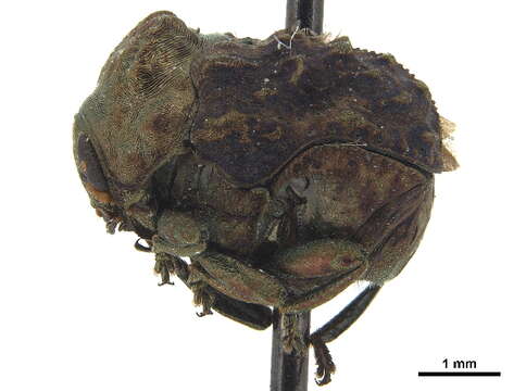 Image of Cloaked Warty Leaf Beetles