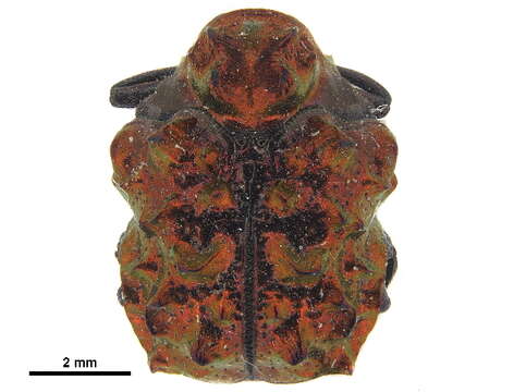 Image of Cloaked Warty Leaf Beetles