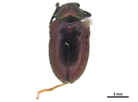 Image of Oval Leaf Beetles