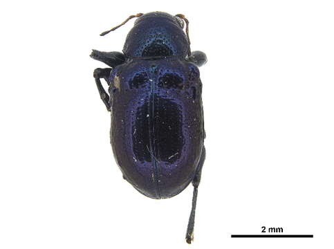 Image of Basilepta