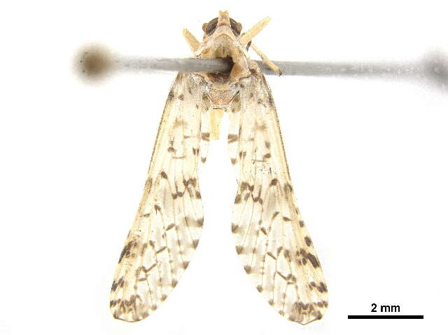 Image of Otiocerinae