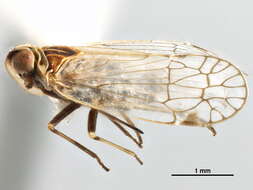 Image of Prosotropinae
