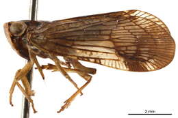 Image of Nogodininae