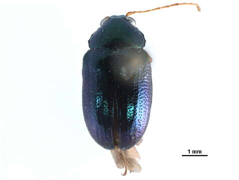 Image of Oval Leaf Beetles