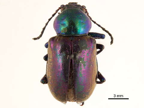 Image of Oval Leaf Beetles