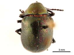 Image of Colasposoma