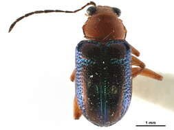 Image of Oval Leaf Beetles