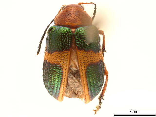 Image of Metaxyonycha