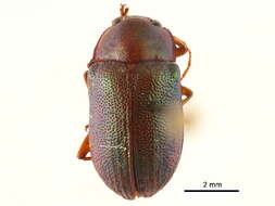 Image of Oval Leaf Beetles