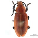 Image of Aulacoscelis