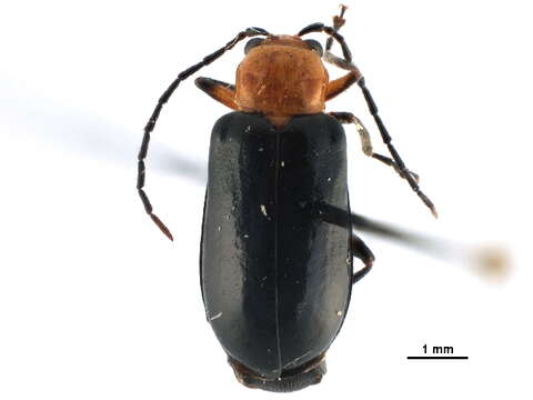 Image of Phyllecthris