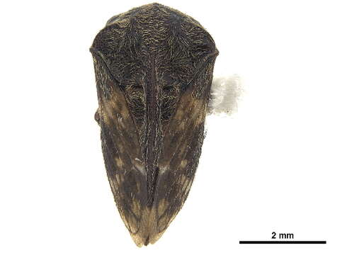 Image of Campylocentrus