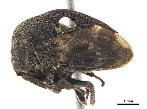 Image of Campylocentrus