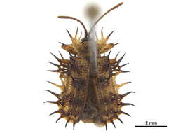Image of Platypria