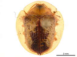 Image of Coptocycla