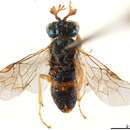 Image of Monocteninae