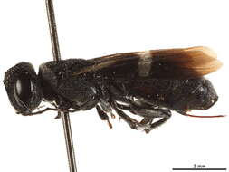 Image of parasitic wood wasps