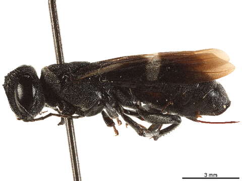 Image of Orussoidea