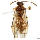 Image of Philomastiginae