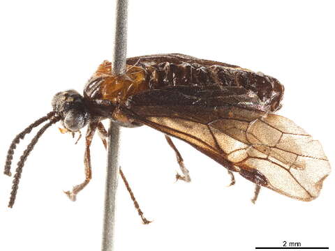 Image of Perreyiinae