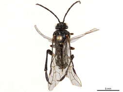 Image of Allantinae