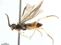 Image of Allantinae