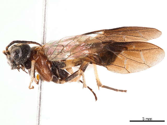 Image of Allantinae