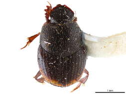 Onthophagini resmi