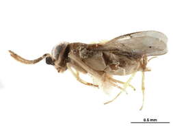 Image of Tetracneminae