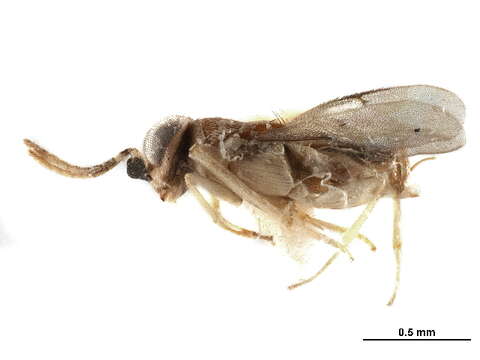 صورة Tetracneminae