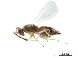 Image of Neotrichoporoides