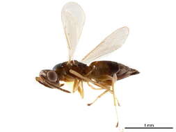 Image of Neotrichoporoides