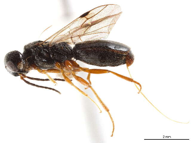 Image of vanhorniid wasps