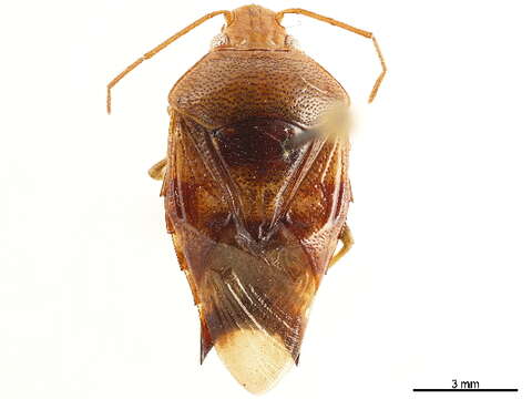 صورة Acanthosomatinae