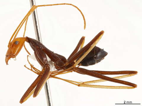 Image of Leptomyrmex