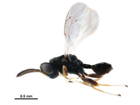 Image of Sphegigastrini