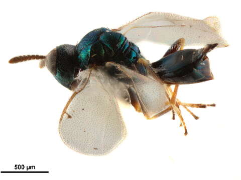 Image of Sphegigastrini