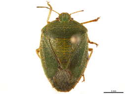 Image of Green Stink Bug