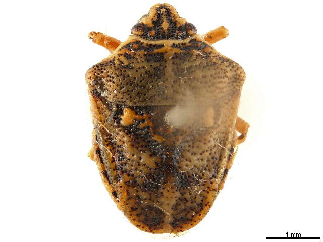 Image of Podopinae