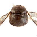 Image of Plataspidinae