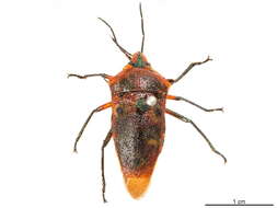 Image of Scutellerinae