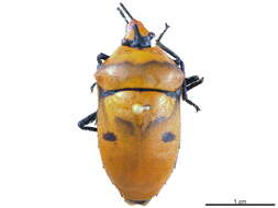 Image of Scutellerinae